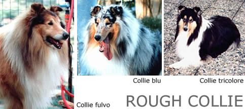 rough collie