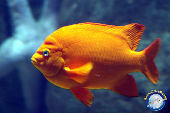 pesce-06.jpg