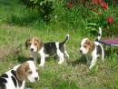 I nostri cuccioli di Beagle