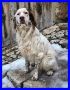 REGALO CHARLIE, SETTER 2-3 ANNI, RANDAGIO TERREMOTATO