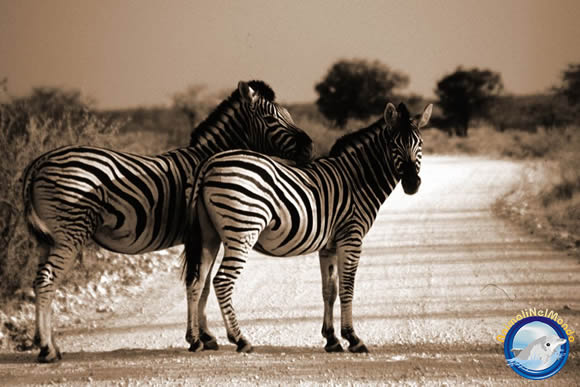 zebre