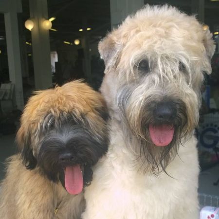 Irish soft coated 2024 wheaten terrier allevamenti