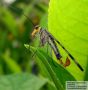 Mecoptera